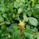 Dissotis rotundifolia Frugt