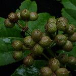 Zanthoxylum oxyphyllum Hábito