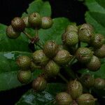 Zanthoxylum oxyphyllum ᱛᱟᱦᱮᱸ