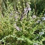 Mentha pulegium ᱵᱟᱦᱟ