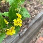 Goodenia ovata Blomst