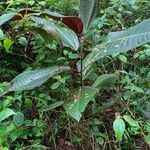 Miconia calvescens Lapas