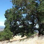 Quercus agrifolia Escorça