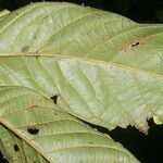 Carpotroche platyptera 葉