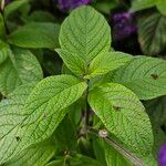 Heliotropium arborescens Ліст