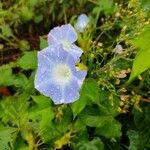 Ipomoea hederacea ফুল