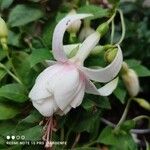 Fuchsia spp. Blomst