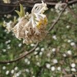 Edgeworthia chrysantha花