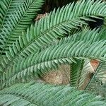 Encephalartos lehmannii ഇല