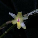 Octomeria costaricensis Квітка