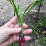 Eleutherine bulbosa Fruit