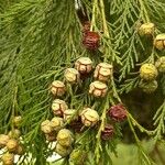 Chamaecyparis lawsoniana Flower