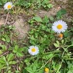 Bellis perennisFlower