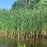 Typha × glauca Лист