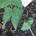 Edgeworthia chrysantha Folio