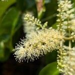 Combretum laxum 花