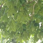 Khaya anthotheca Leaf