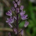 Prospero obtusifolium Flower