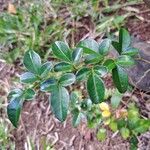 Triphasia trifolia Leaf