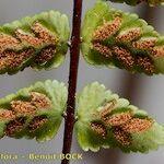 Asplenium azoricum Leaf