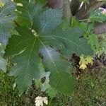 Ficus johannis Leaf