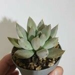 Echeveria tolimanensis Frunză