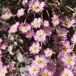 Drosanthemum hispidum Çiçek