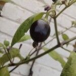 Capsicum pubescens Fruto