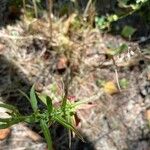 Epilobium coloratum Φύλλο