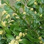 Buxus sempervirens पत्ता