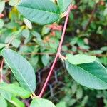 Cotoneaster glaucophyllus Schors