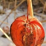 Physalis alkekengi Fruchs