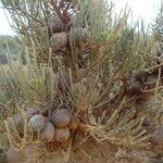 Allocasuarina humilis Habit