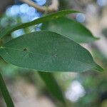 Strongylodon macrobotrys Leaf