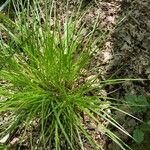 Carex elongata Foglia