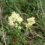 Thalictrum flavum 花