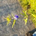 Collinsia parviflora Fiore