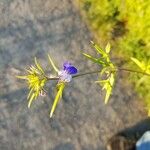 Collinsia parviflora Blomma