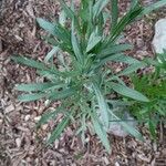 Artemisia ludovicianaFrunză