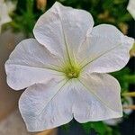 Petunia axillaris Kvet