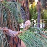 Pinus canariensis List