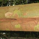 Vouacapoua americana Bark