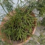 Rhipsalis bacciferaBlatt