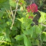 Centranthus ruber Feuille