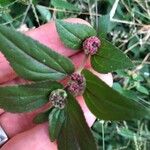 Euphorbia hirta Bloem