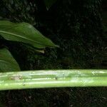 Syngonium macrophyllum Corteza