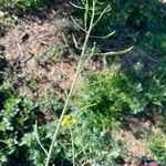 Brassica fruticulosa Fruit