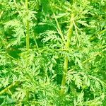 Artemisia annua List