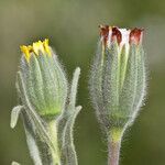 Achyrachaena mollis Flor