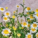 Anthemis maritima Flor